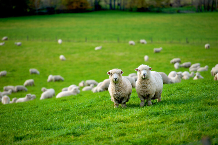 Grazing Sheep