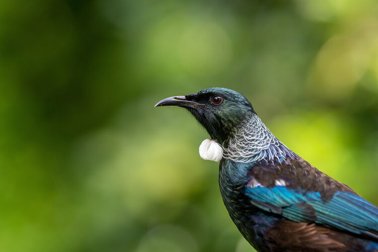 Tui Bird